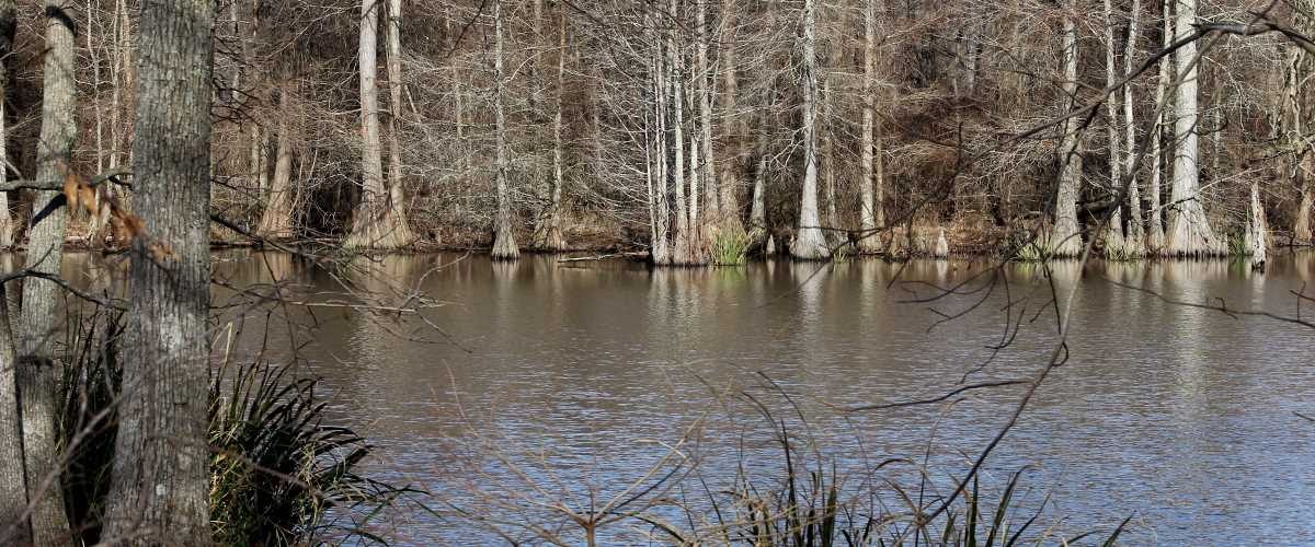 Flooded Timber Duck Hunts