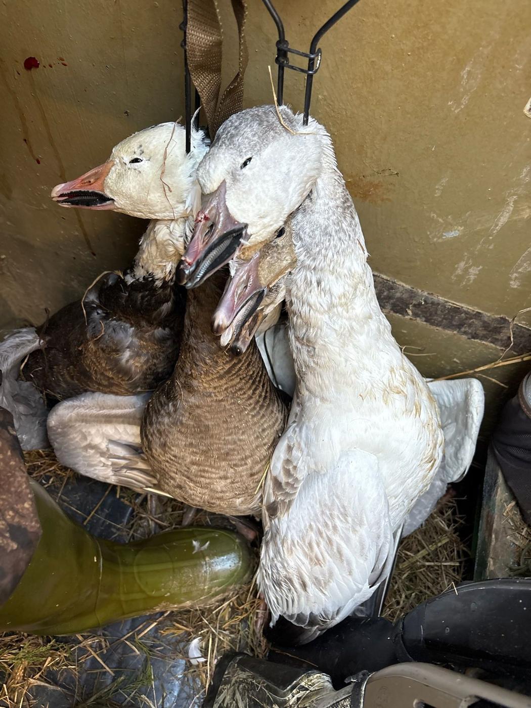A&L Outfitters waterfowl hunt